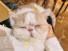 -滚猫咖啡·猫咖·猫友好撸猫(未来城店)
