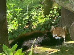 -都江堰中华大熊猫苑