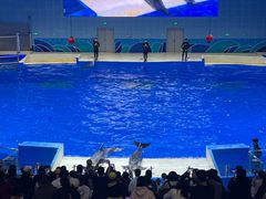 -石家庄极地海洋世界