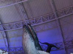 -烟台海昌鲸鲨海洋公园