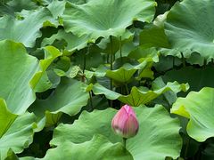 -陈家山荷花公园