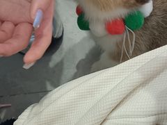 -柴犬小屋·柴餐厅·狗咖食堂(金鼎广场店)