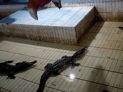 -东方巨龟苑景区