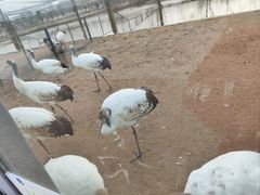 -盐城丹顶鹤湿地生态旅游区