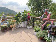 -深圳仙湖植物园