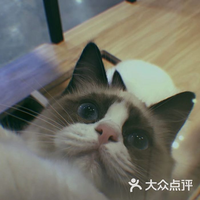 喵世界名猫馆图片-北京宠物店-大众点评网