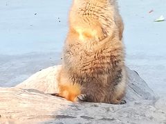 -合肥野生动物园