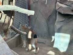 -青藏高原野生动物园