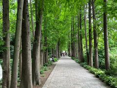 -上海滨江森林公园