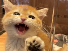 -袖虎·猫馆(体育西路店)