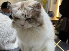 -猫小院猫主题餐厅(南锣旗舰店)