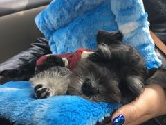 -爱宠屋pet shop·宠物洗澡·宠物美容