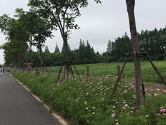 -上海长兴岛郊野公园