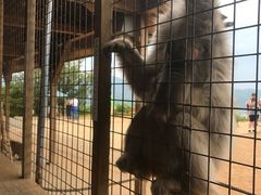 -岚山猴子公园