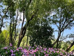 -西湖风景区-江洋畈生态公园