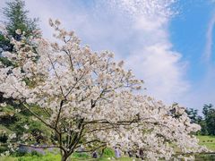 -上海共青森林公园