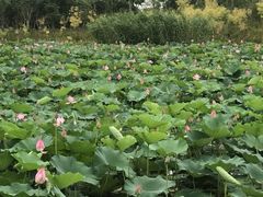 -荷塘月色湿地公园·向阳花洲