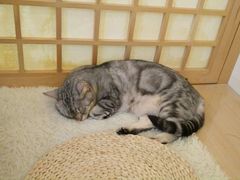 -小时光咖啡馆(开森度假森林店)