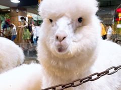 -上海大自然野生昆虫馆(东方明珠·爬宠昆虫探索中心)