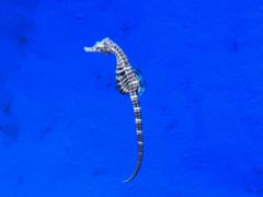 -上海海洋水族馆