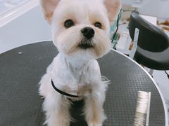 约克夏美容-BABYDOG宝贝狗宠物乐园(欧洲城店)
