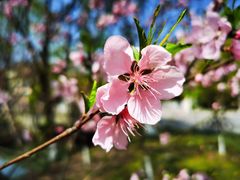-金鸡湖桃花岛