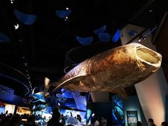 -贝林大翅鲸简餐厅(国家海洋博物馆店)