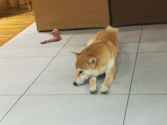 门面-柴务处·柴犬主题狗咖