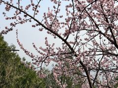 -北京凤凰岭