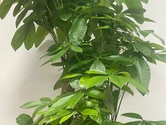 -漫生活烘焙·无糖蛋糕·动物奶油