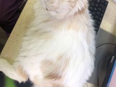 -艾贝尔宠物诊疗