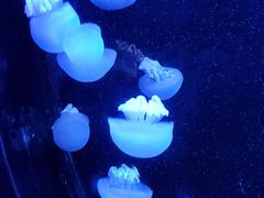 -青岛海底世界-水族馆