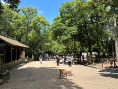 -奈良公园