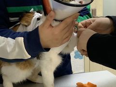 -宠颐生动物医院·心脏科·保险定点(锦阳分院)