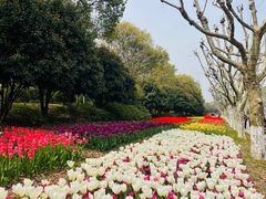 -上海鲜花港