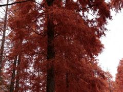 -黄海国家森林公园