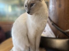 -猫小院猫主题餐厅(南锣旗舰店)