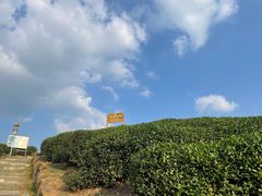 -龙坞茶村