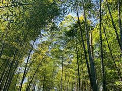 -镇江市南山风景名胜区竹林景区