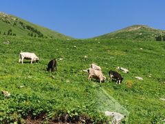 -新疆那拉提国家旅游度假区