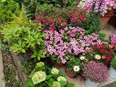 -金陵花卉交易市场