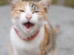 -瑞鹏宠物医院·骨科·猫科·内科(第一中心)