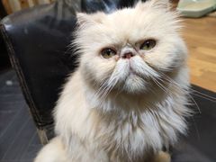 -猫色咖啡·猫咖