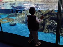 -海合安武汉极地海洋公园
