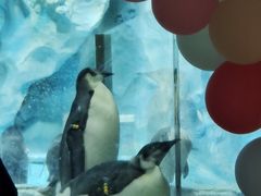 -帝企鹅自助餐厅•儿童岛•真企鹅(长隆企鹅酒店)