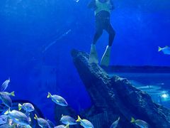 -海合安武汉极地海洋公园