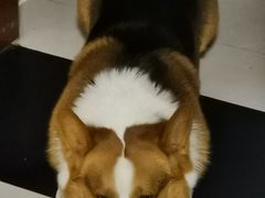 -宠福鑫康馨动物医院·骨科·眼科
