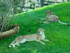 -北京野生动物园