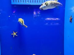 -萌宠奇缘
