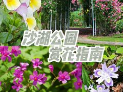 -沙湖公园